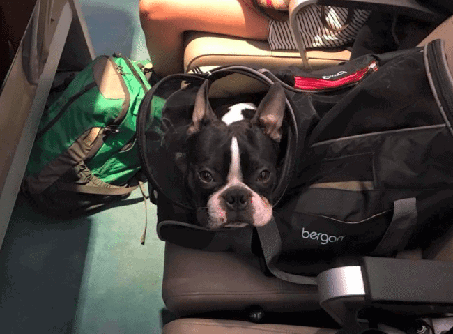 If you're looking for a pet carrier, I recommend this one. The brand is Bergan.