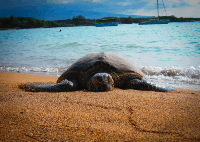 In Waikoloa