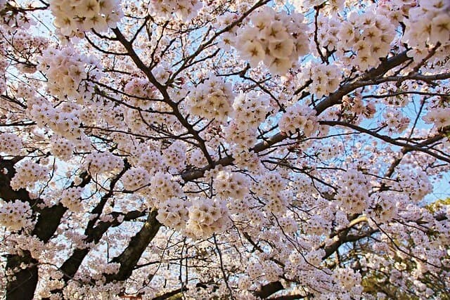 cherry blossom japan